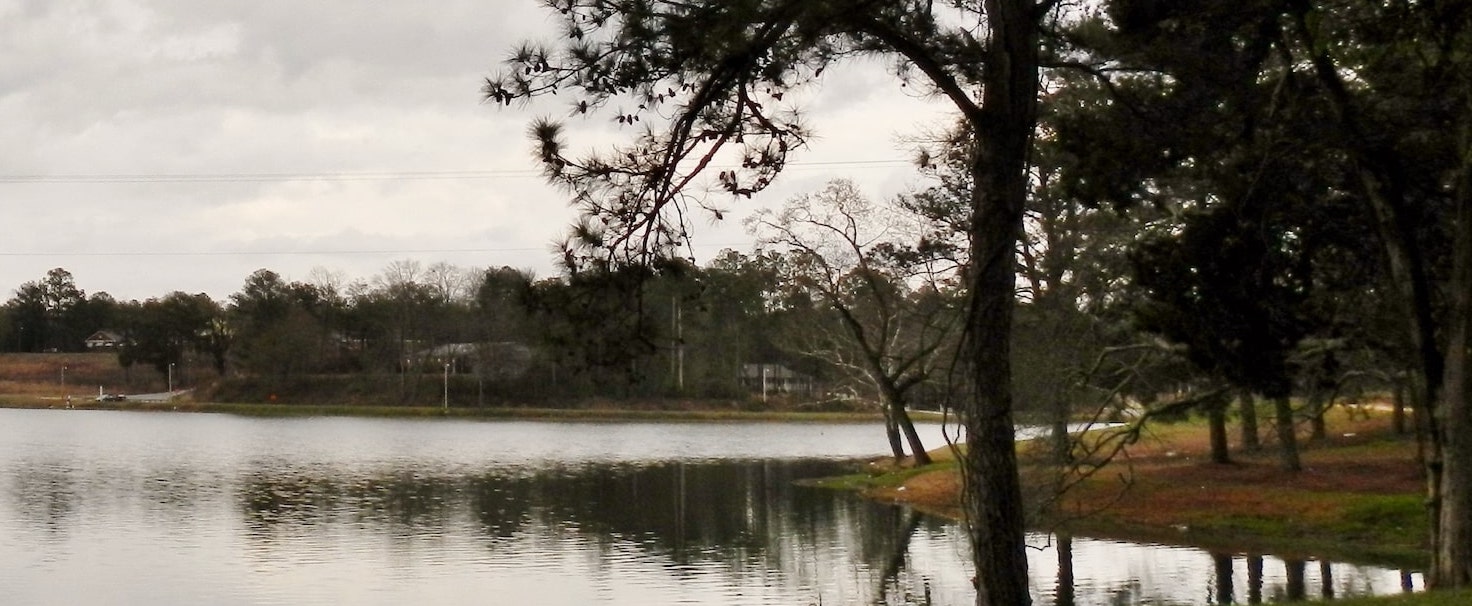 a lake bank with trees