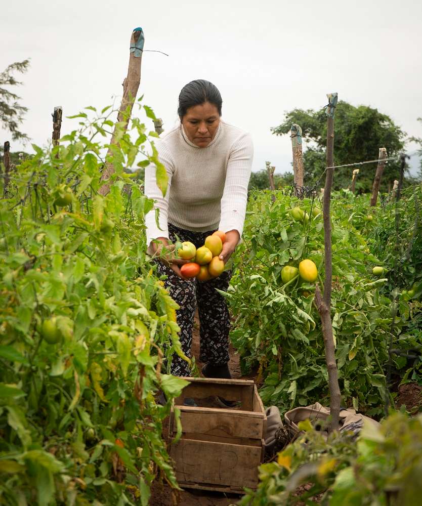 A woman in a garden holding a handful of tomatoes